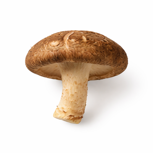 Shiitake