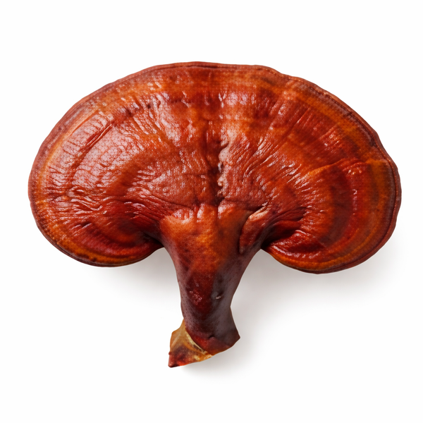 Reishi
